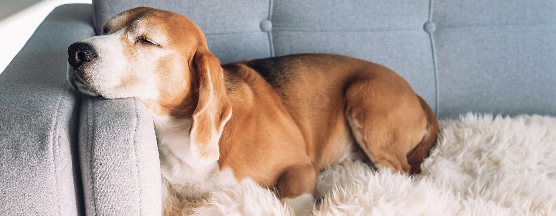 lifestyle image of a dog laying on a couch
